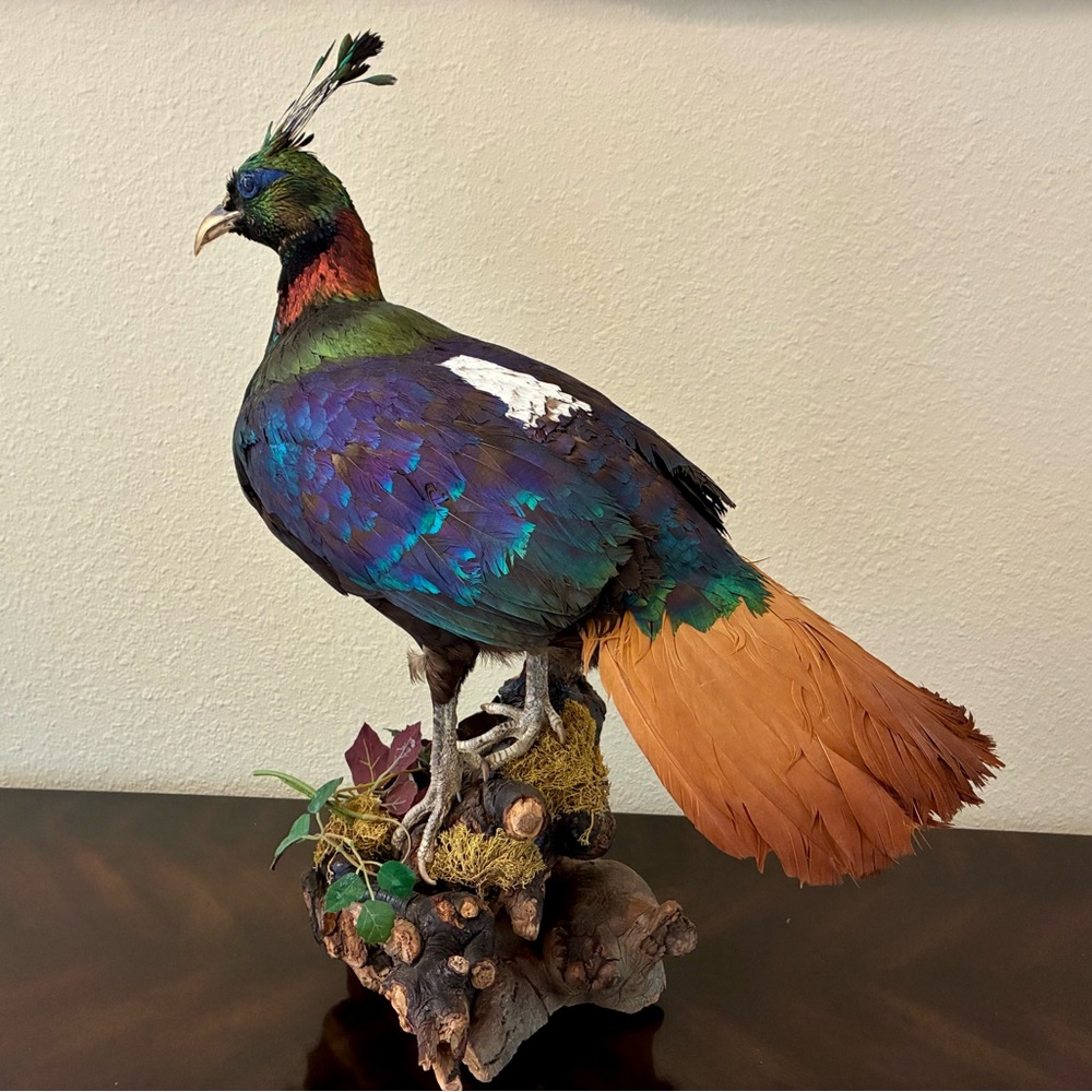 Himalayan Monal Pheasant Mount Extremely Rare